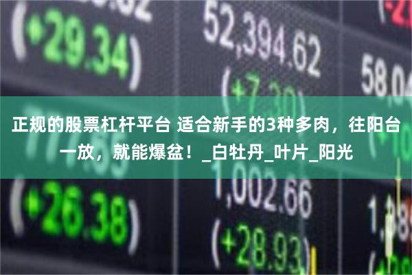 正规的股票杠杆平台 适合新手的3种多肉，往阳台一放，就能爆盆！_白牡丹_叶片_阳光