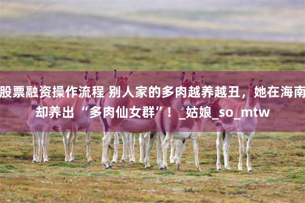 股票融资操作流程 别人家的多肉越养越丑，她在海南却养出 “多肉仙女群”！_姑娘_so_mtw