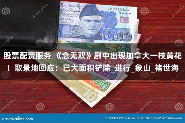 股票配资服务 《念无双》剧中出现加拿大一枝黄花！取景地回应：已大面积铲除_进行_象山_褚世海